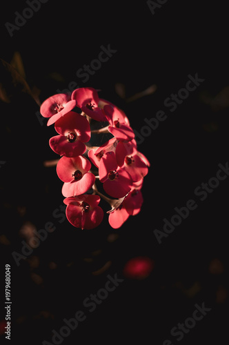 red flower on an aesthetic dark background
