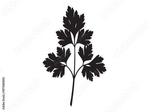 Elegant parsley sprig silhouette a botanical illustration in black and white