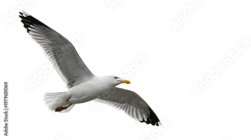 seagull flying in mid air isolated on transparent background