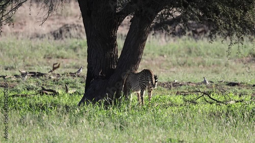 a male cheetah scent-marking a tree
