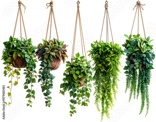 Five lush green hanging plants in coco coir and ceramic pots