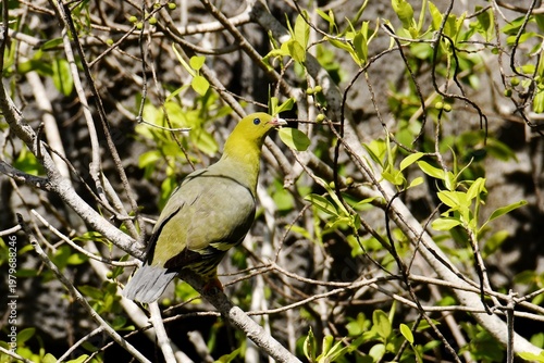 Bild auf Leinwand Madagascar green-pigeon (Treron australis) in the canopy next to the Tsingy kars