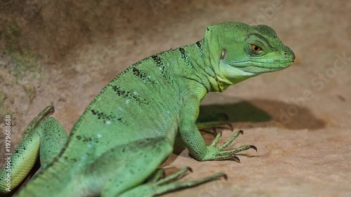 Green basilisk lizard displaying vibrant scales and watchful gaze in its natural habitat