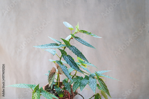 Polka Dot Begonia (Begonia Maculata) Plant on grey wall.