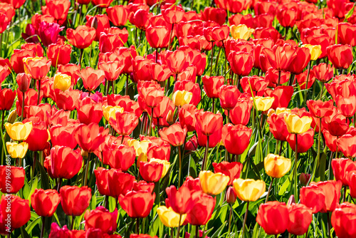 Tulpenmeer