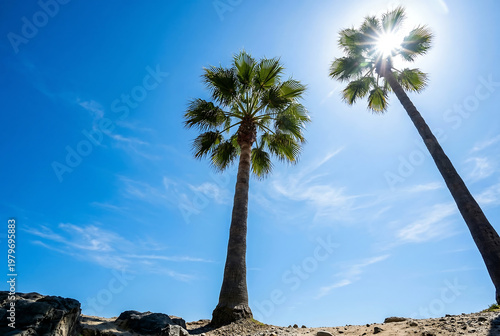 Palm trees under clear blue sky with sun flare in tropical summer setting