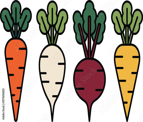 Colorful root vegetables carrots, turnip, beetroot vector illustration