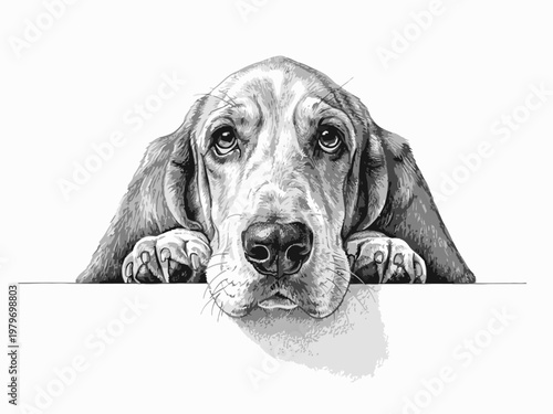 Basset Hound Dog Drawing Peering Over Ledge