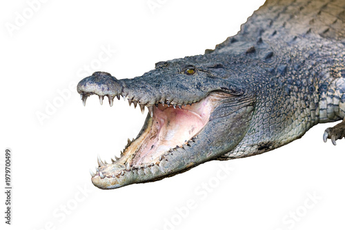 crocodile isolated on white background