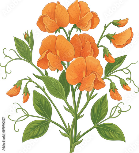 Orange Sweet Pea Flower Bloom Summer Design 