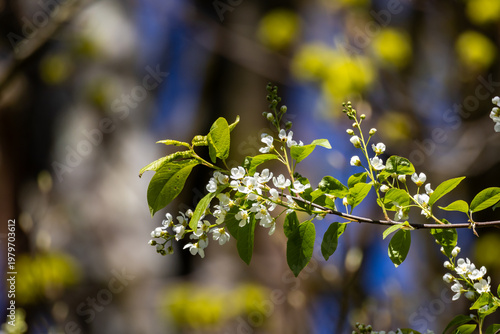 Bird cherry prunus padus branch with white blossoms in sunlight