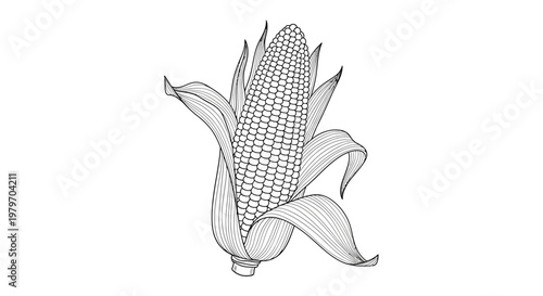 A detailed black and white illustration of a fresh ear of corn with husks, perfect for agricultural or food-related designs