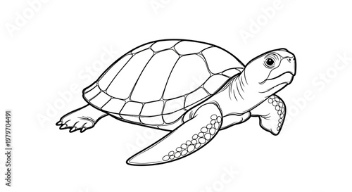 Detailed illustration of a sea turtle, showcasing its distinct shell pattern and flippers, presented in a clean, monochromatic line art style perfect for educational materials or marine life artwork