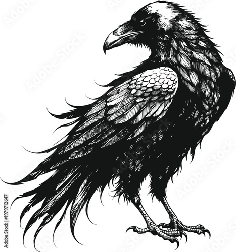 Detailed illustration of a black raven with sharp beak and claws standing profile