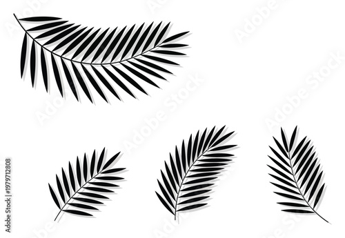 Black Palm Fronds with Shadow Effect on White Background