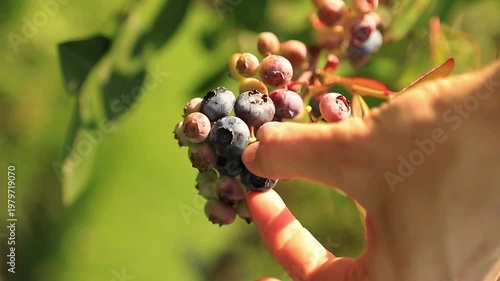 Close-up of a female hand harvesting fresh organic blueberries from a plant in a garden