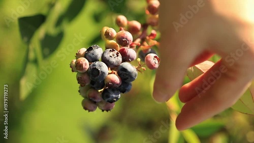 Close-up of a female hand harvesting fresh organic blueberries from a plant in a garden