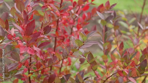 Focus pulling from one branch with crimson leaves to another on a autumn bush of blueberry in garden