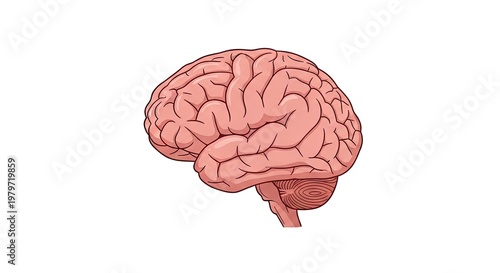 Anatomical illustration of human brain isolated on white background for science
