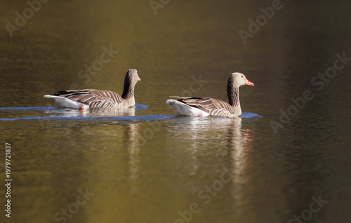 Two beautiful Greylag geese, Anser anser swimming peacefully in a golden sunlit pond. Perfect for wildlife nature ecology and tranquil background projects.