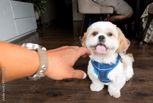 Human hand reaching out to pet a happy smiling shih tzu dog
