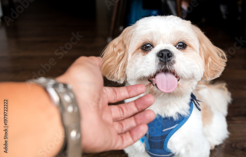 Human hand reaching out to pet a happy smiling shih tzu dog