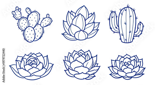 Hand Drawn Succulents and Cacti Collection Botanical Sketch.