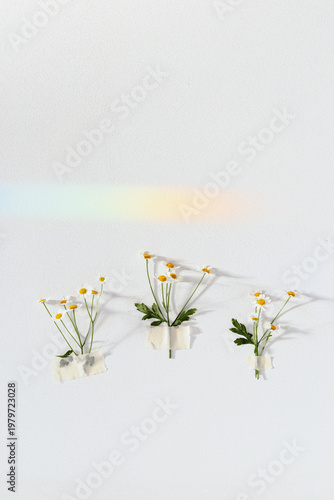Minimal Daisies On Wall With Paper Tape