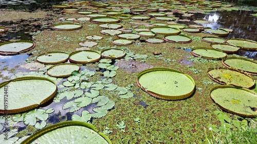 Tableau sur toile Huge lily leaves on the surface of a pond
