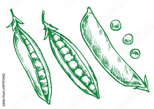 Set of farm green peas. Vector illustration in sketch style