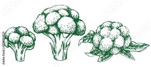 broccoli collection, farm vegetable. vector illustration in sketch style