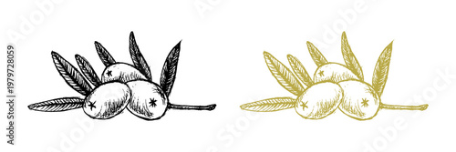 Set of hand-drawn sketch olives. Perfect for food design, packaging, branding, menus, labels, and Mediterranean-themed projects.