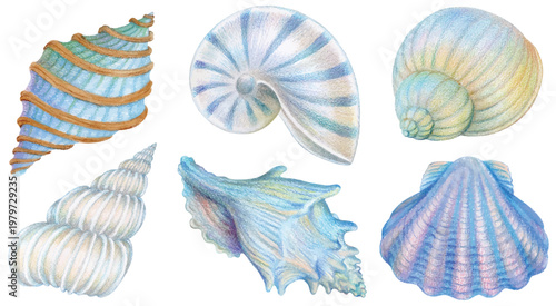 Sea shell collection hand draw withcolor pencil isolated on transparent background