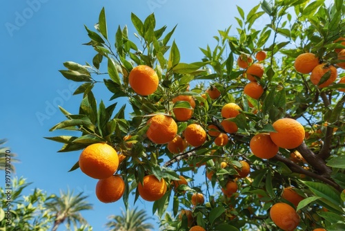a lush orange grove with ripe fruit hanging from trees under a clear blue sky