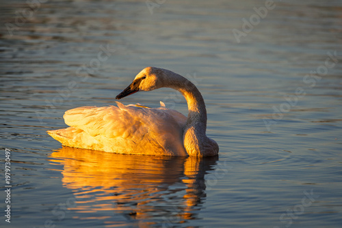 Tableau sur toile Trumpeter swan swimming in golden sunset light at LaSalle Park, Burlington, Ontario, Canada