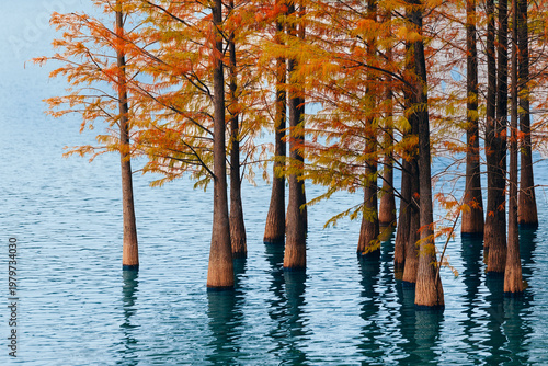 Canvastavla Group of cypress trees standing in clear blue water at shore in park Guangzhou,