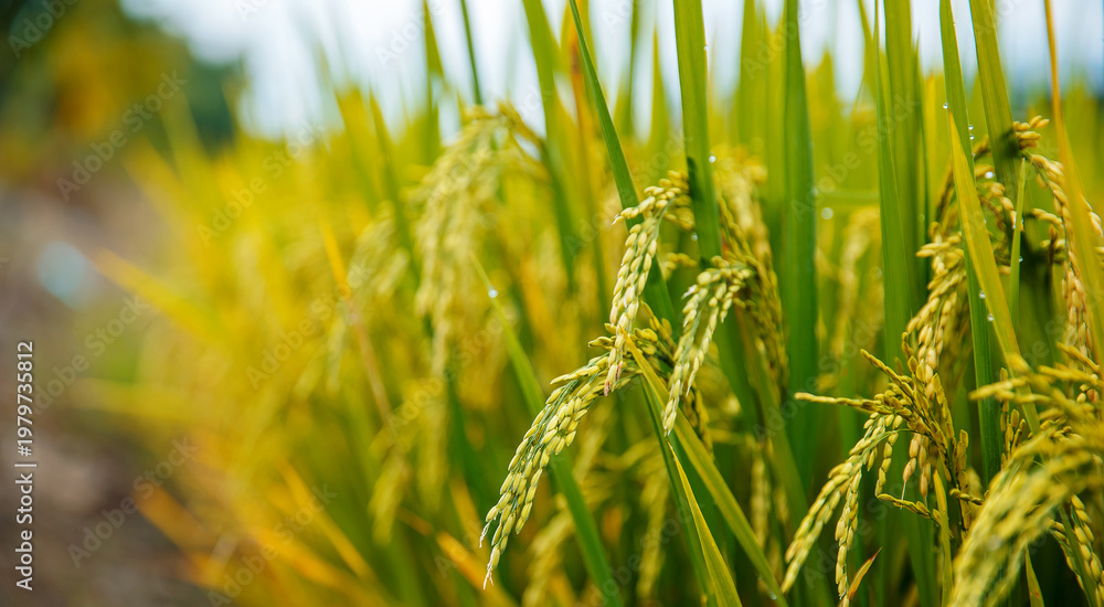 Fototapeta premium Lush green rice fields in vietnam highlighting harvest season