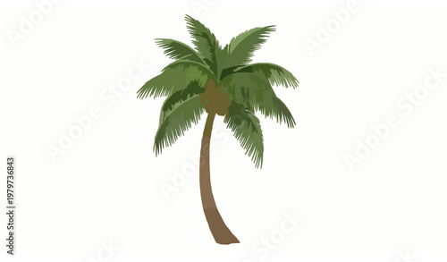 Coconut tree realistic vector illustration tropical palm isolated on white