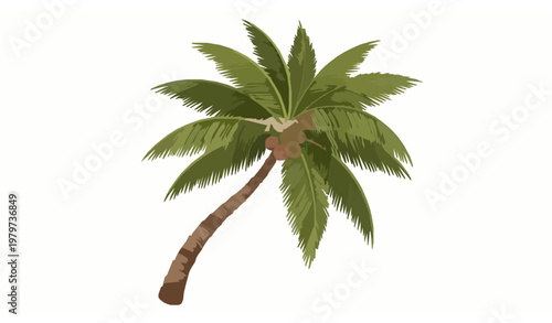 Tropical coconut palm tree vector illustration realistic plant isolated