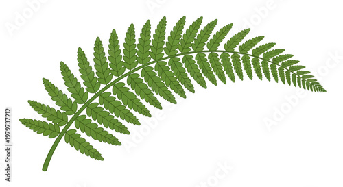 Green Fern Leaf Close Up.