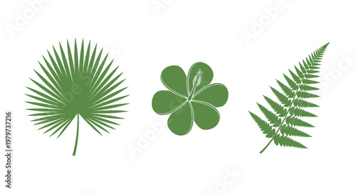 Green leaves palm fern clover plants.