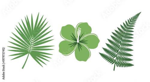 Tropical leaves palm fern clover green.