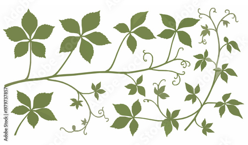 Virginia Creeper (Parthenocissus Quinquefolia) Botanical Leaf and Vine Collection Vector Set
