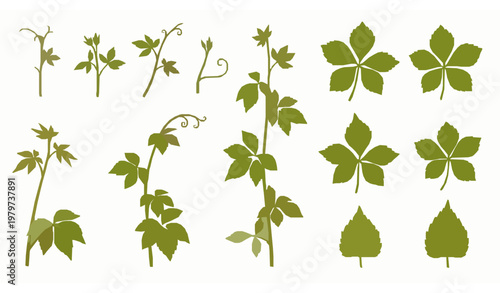 Scientific Virginia Creeper Botanical Illustration Set with Leaves and Vine Growth Stages Vector