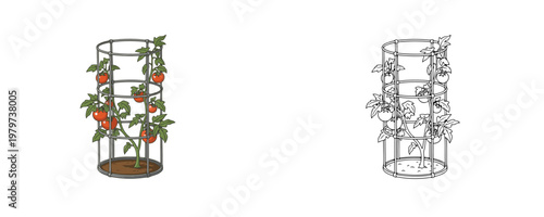 Metal tomato cage supporting growing plant with ripe red fruits in cartoon and line art style with green and red colors represents garden trellis and plant support on white background