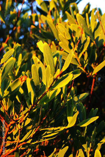 Fotografie Sunlight on long-leaved wattle, acacia trinervis, aroma doble, golden wattle, co