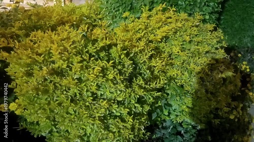 Green Bushes with Yellow Leaves in Garden – Nature
