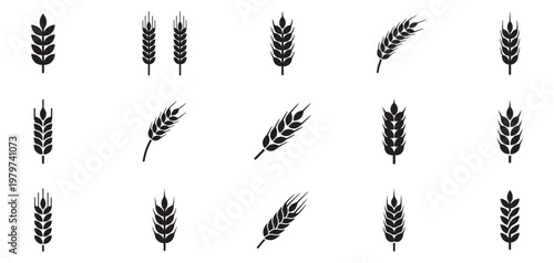 Wheat spike icon set. Wheat and grain silhouettes collection in black. Agricultural ear symbols with different shapes. Vector Illustration. EPS 10