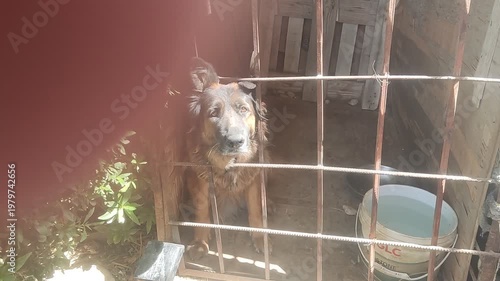 Sad German Shepherd in Rusty Cage – Photojournalism