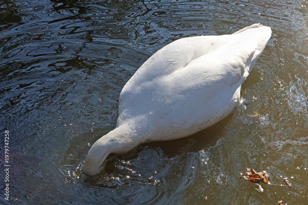 Obraz premium Swan Feeding Underwater in Serene Pond Environment for Nature Photography